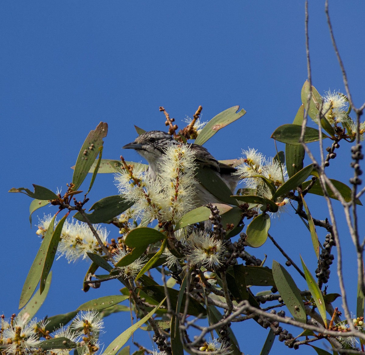 Striped Honeyeater - ML617902351