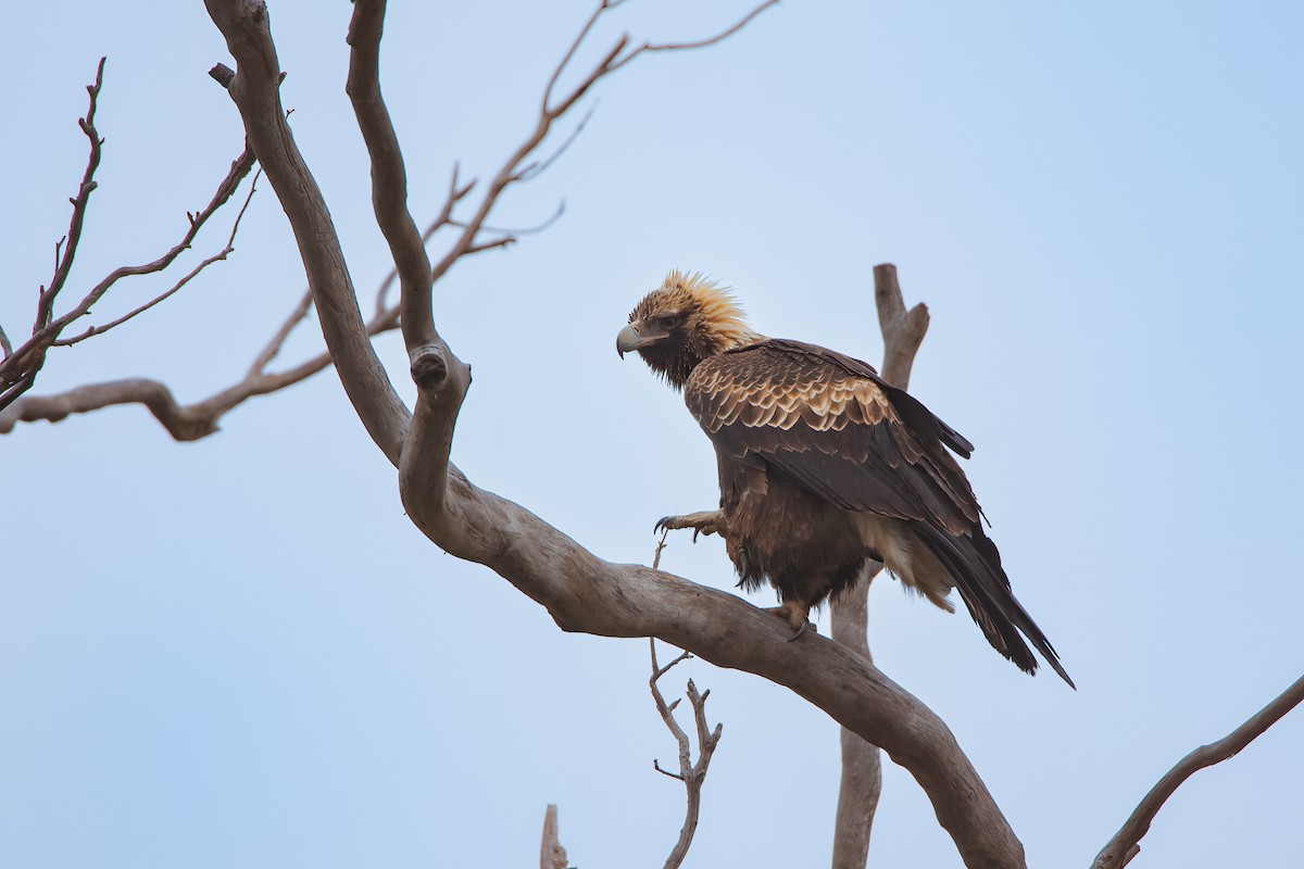 Wedge-tailed Eagle - ML617902371