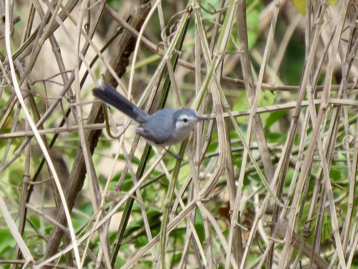 White-lored Gnatcatcher - ML617902404