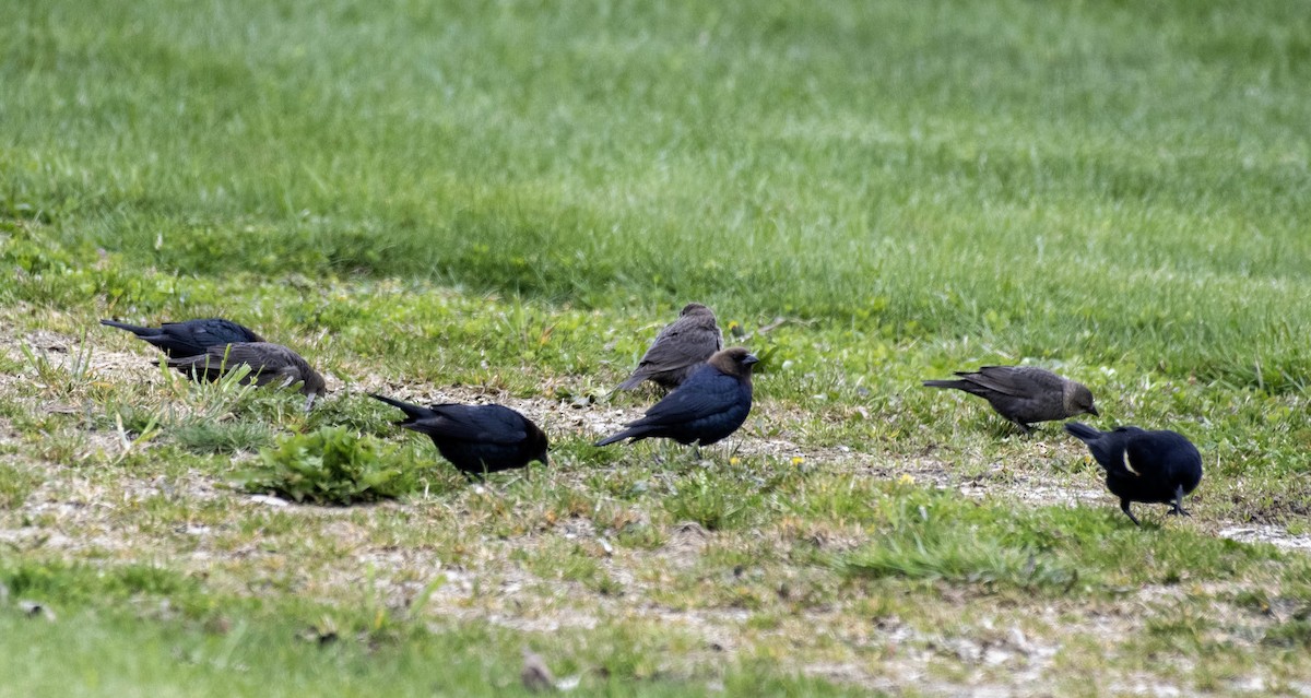 Brown-headed Cowbird - ML617902432