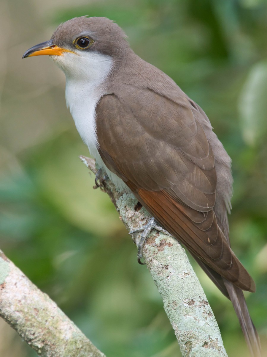 Yellow-billed Cuckoo - ML617902494