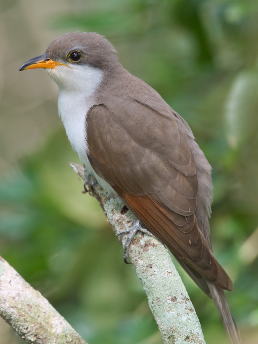 Yellow-billed Cuckoo - Eric Carpenter