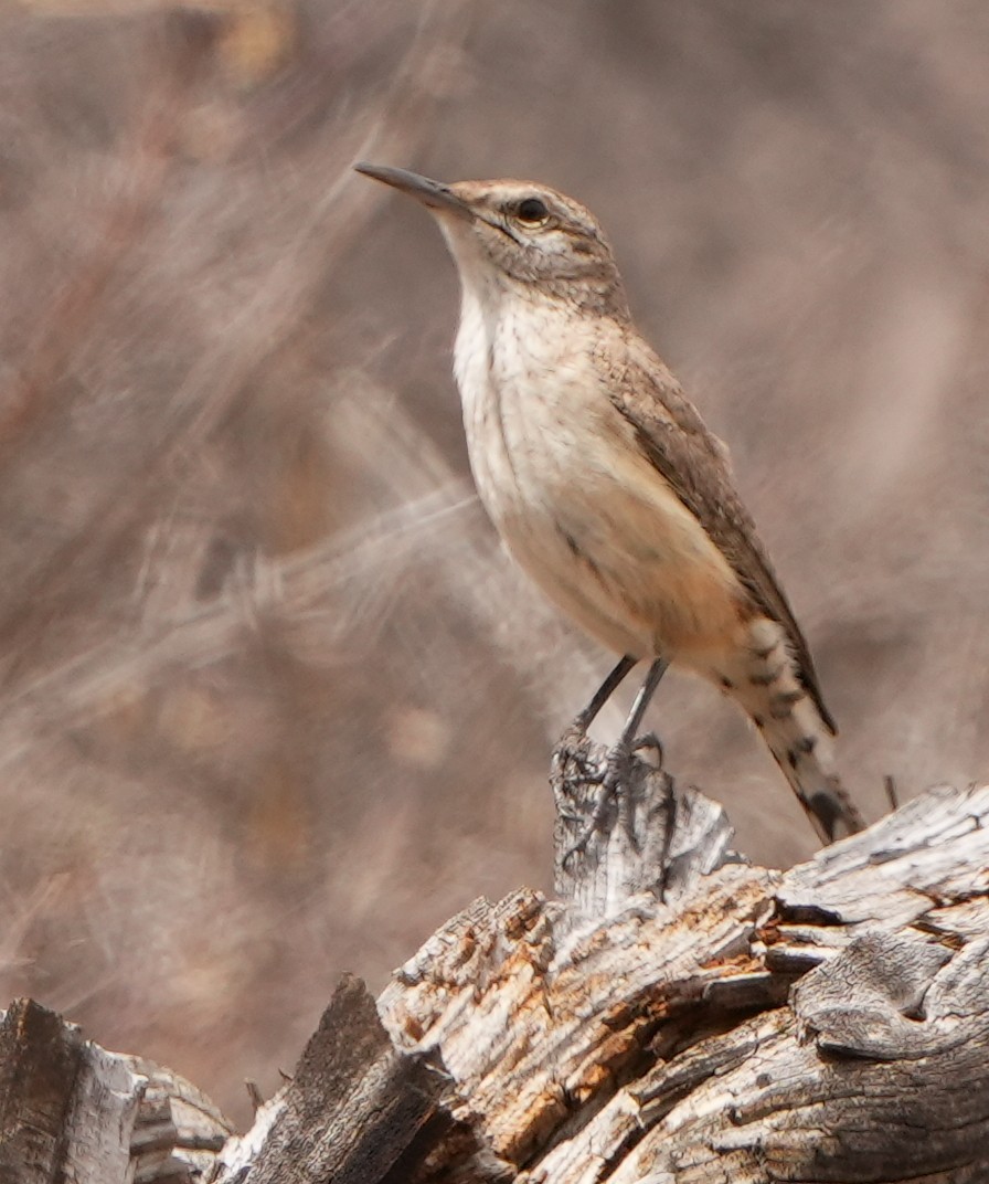 Rock Wren - ML617902511