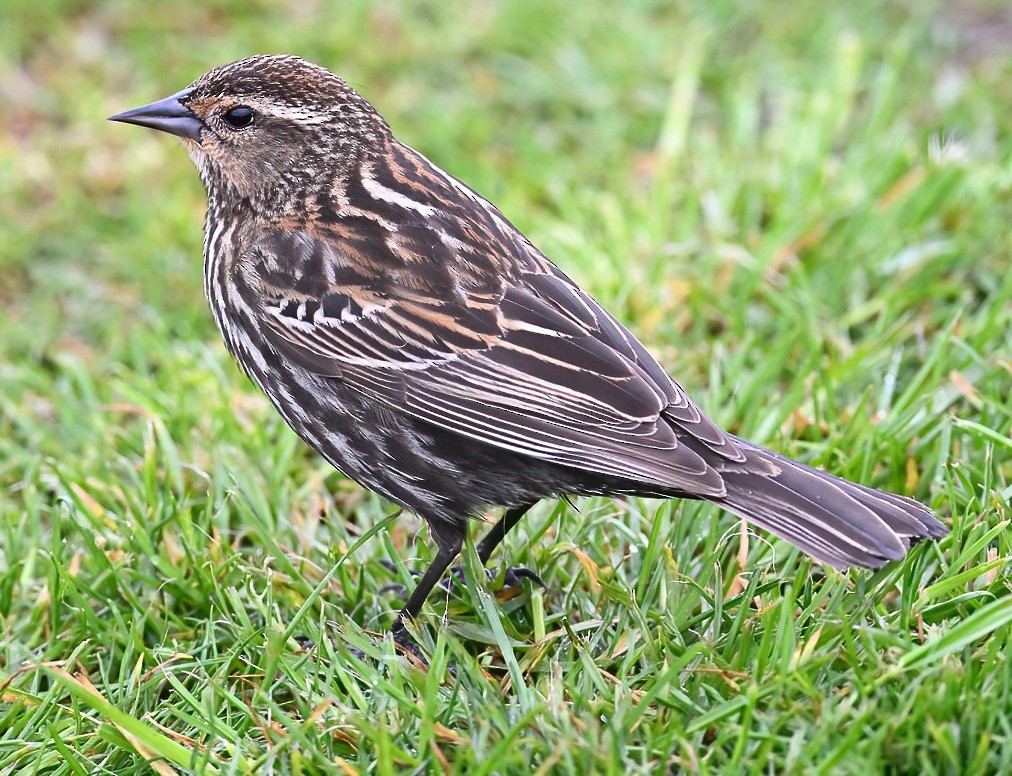 Red-winged Blackbird - ML617902516