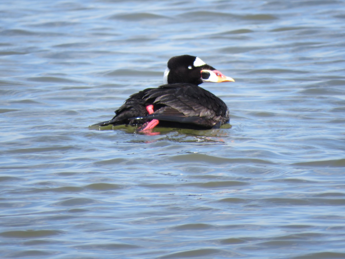 Surf Scoter - ML617902525