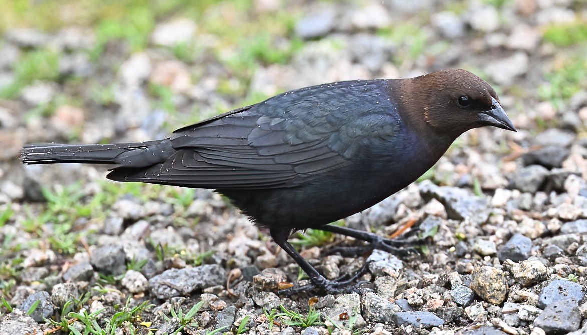 Brown-headed Cowbird - Brian Avent