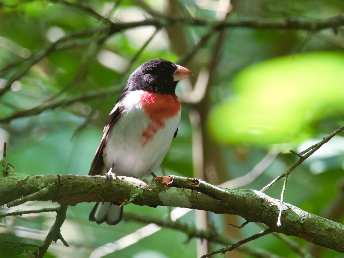 Rose-breasted Grosbeak - Eric Carpenter