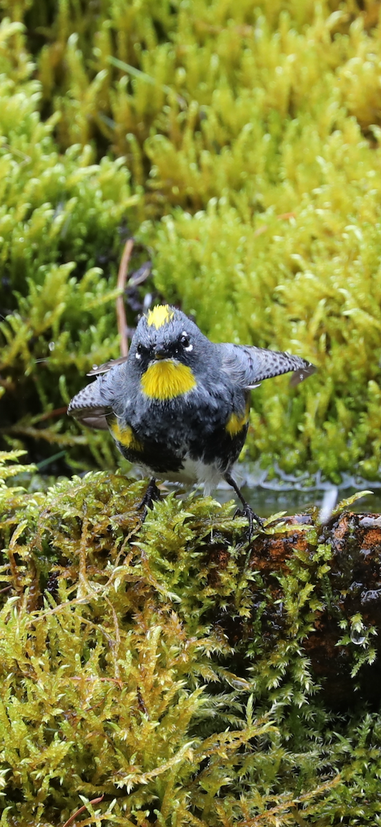 Yellow-rumped Warbler - Mary L Frey