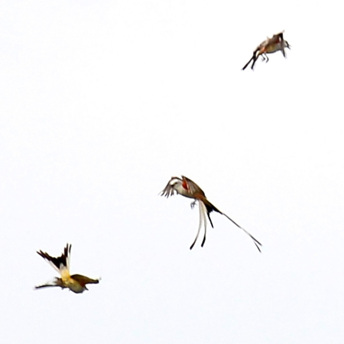 Scissor-tailed Flycatcher - T Reed
