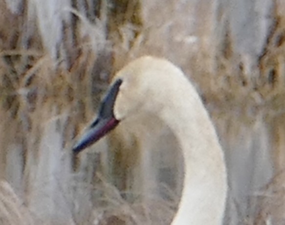 Trumpeter Swan - Jacques Ibarzabal