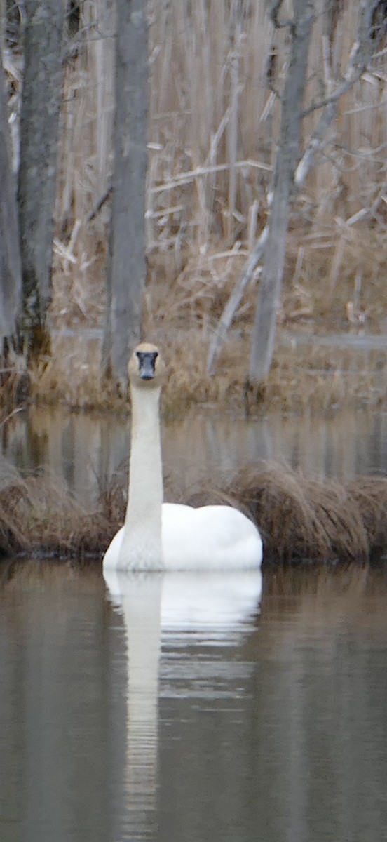 Trumpeter Swan - Jacques Ibarzabal