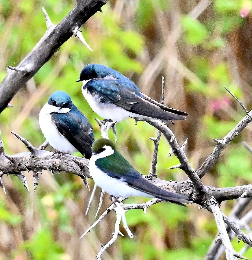 Violet-green Swallow - ML617902636