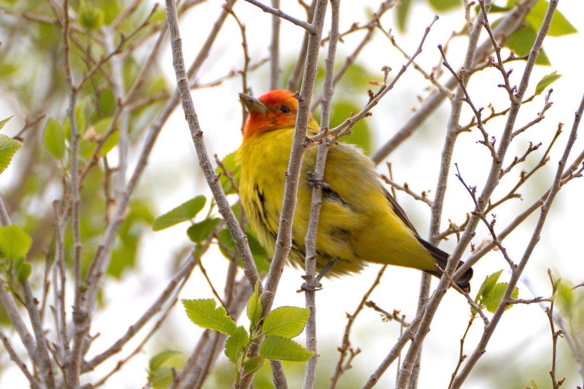 Western Tanager - Susan Elliott