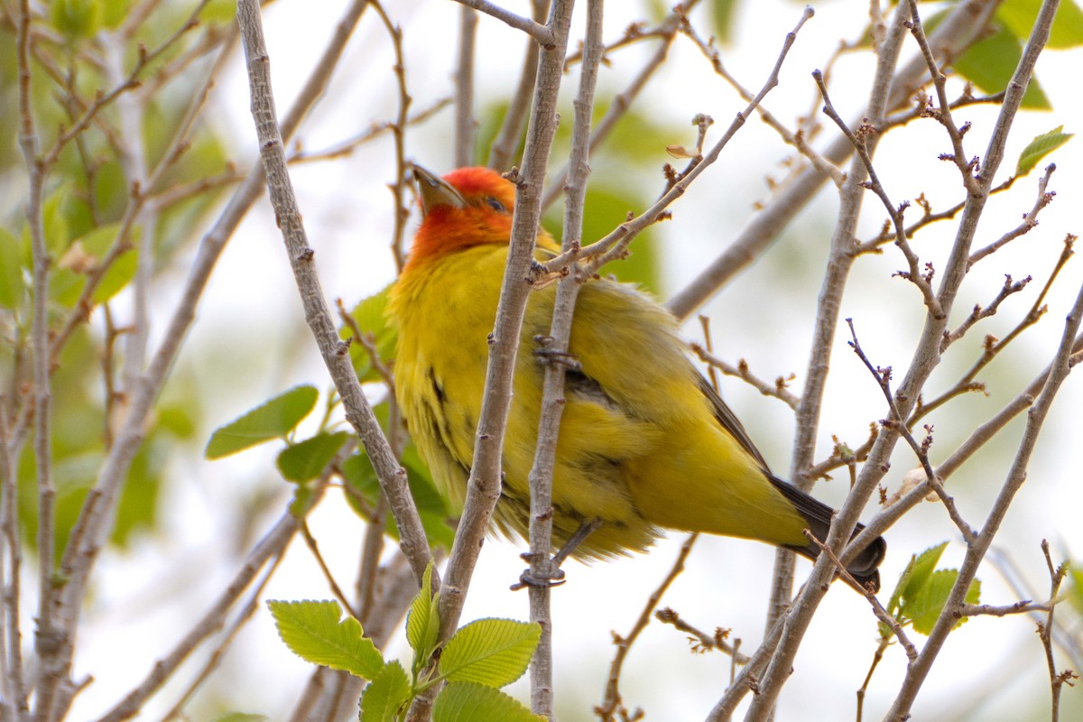 Piranga Carirroja - ML617902692