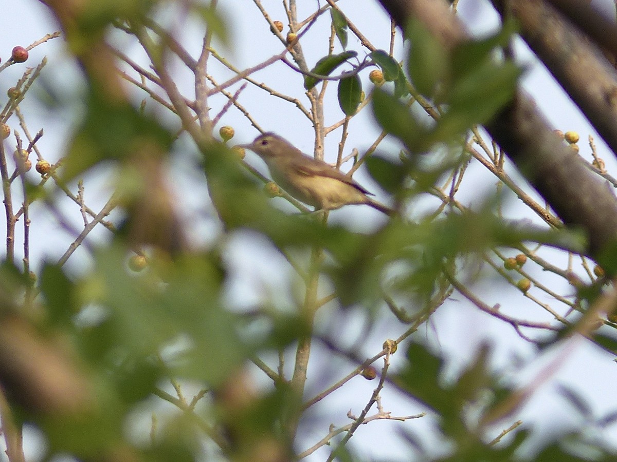 Warbling Vireo - ML617902705