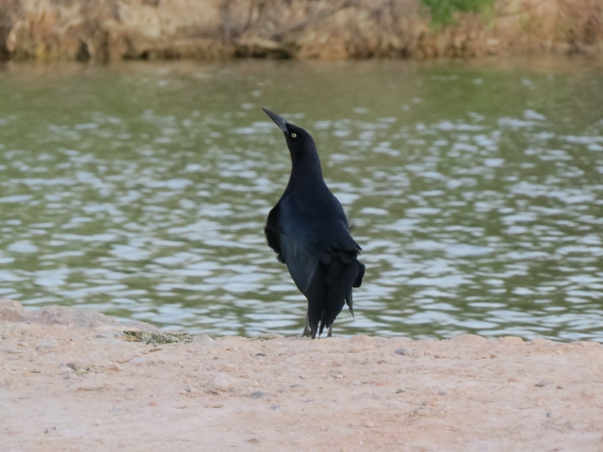 Great-tailed Grackle - ML617902706