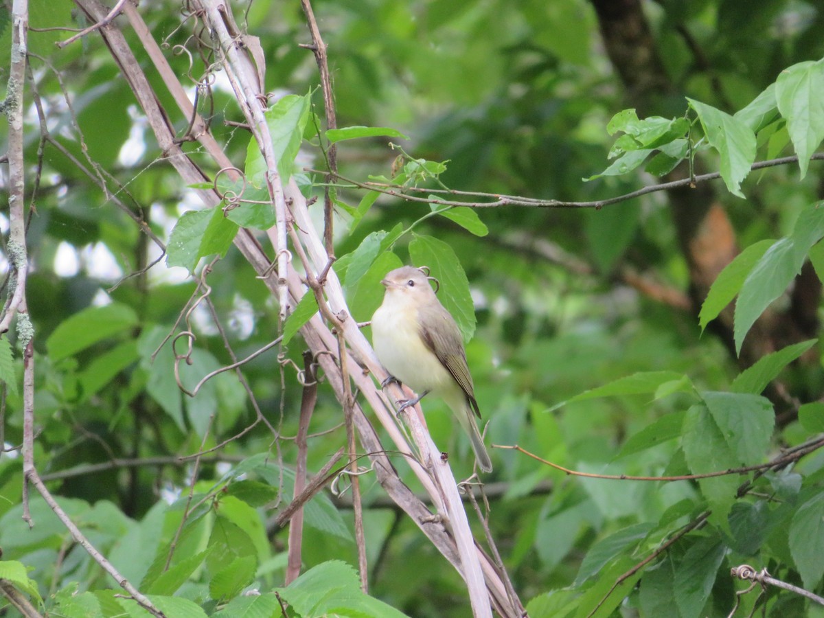 Warbling Vireo - Lee Justice