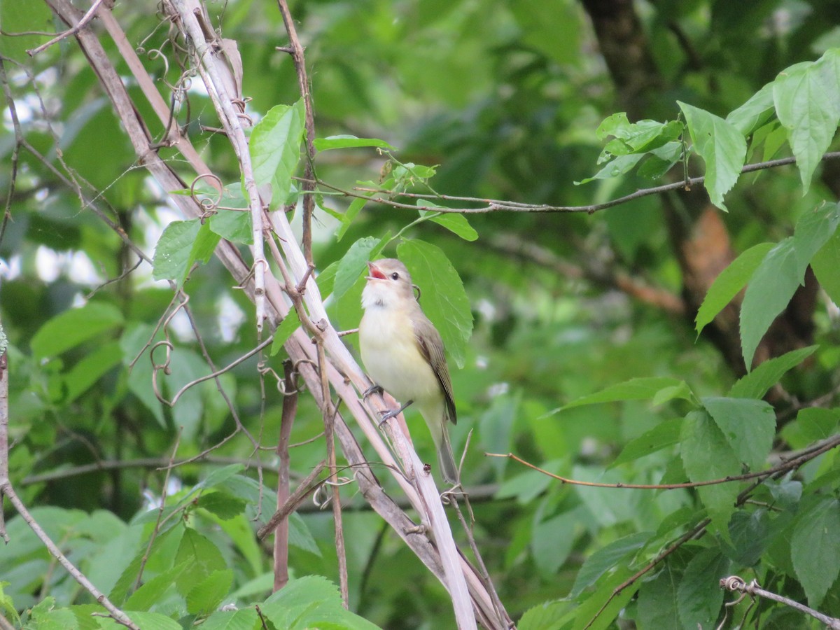 Warbling Vireo - ML617902718