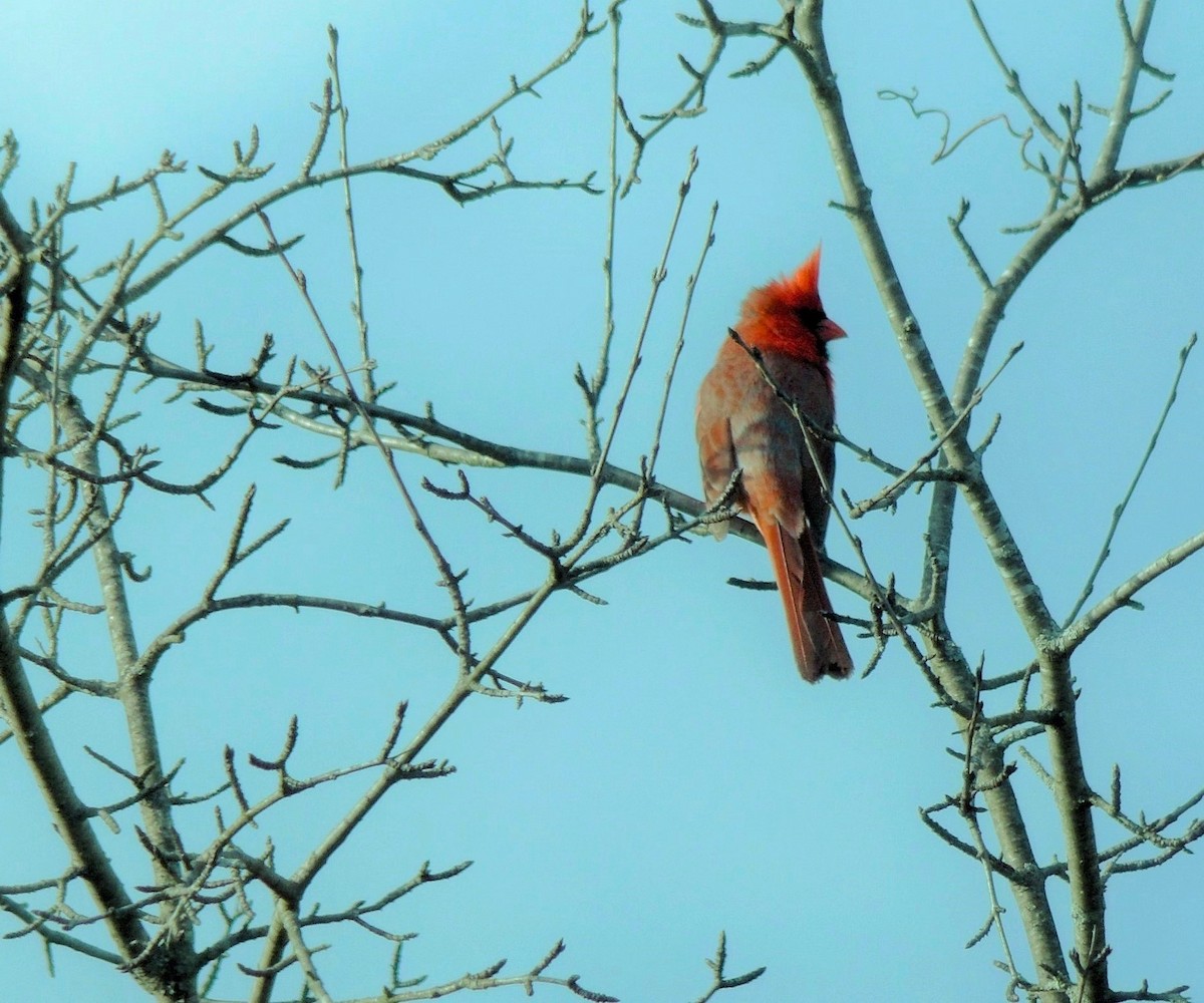 Northern Cardinal - ML617902722