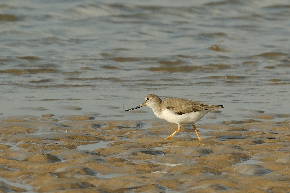 Terek Sandpiper - ML617902727