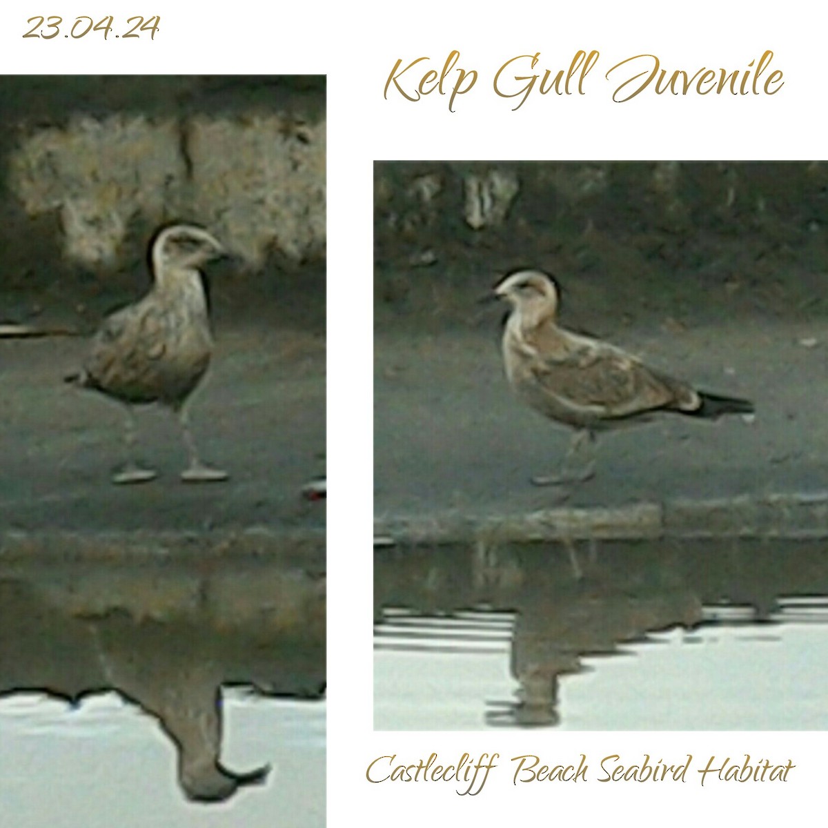 Kelp Gull - ML617902742