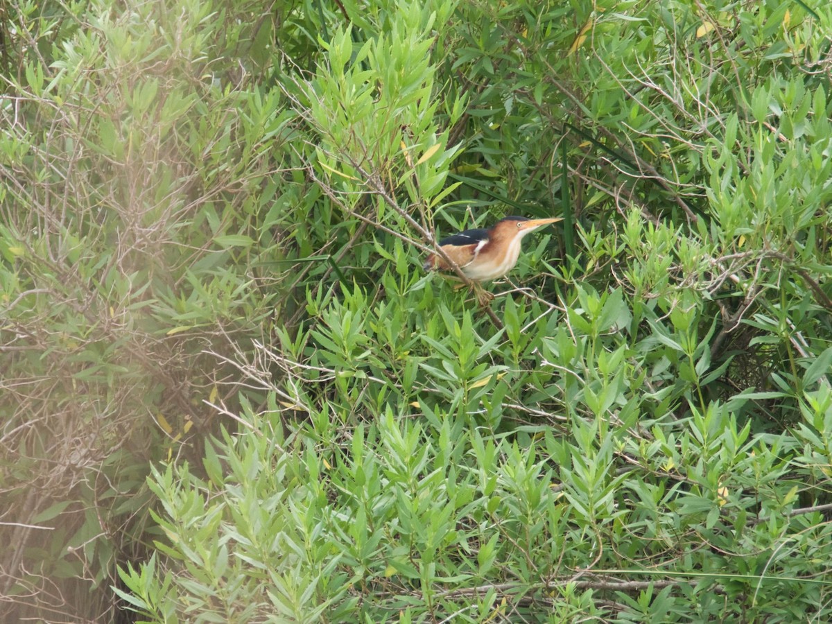 Least Bittern - Eric Carpenter