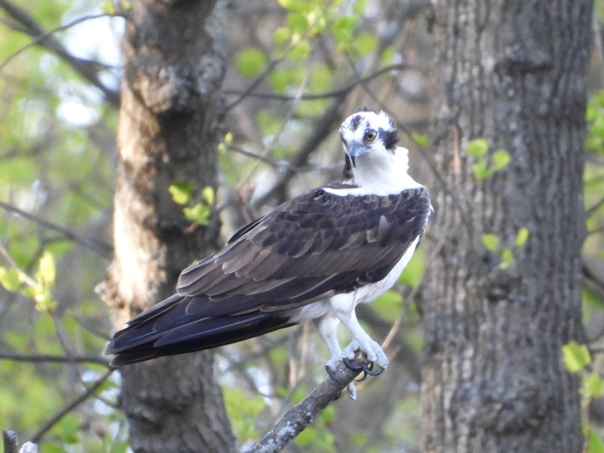 Osprey - ML617902760