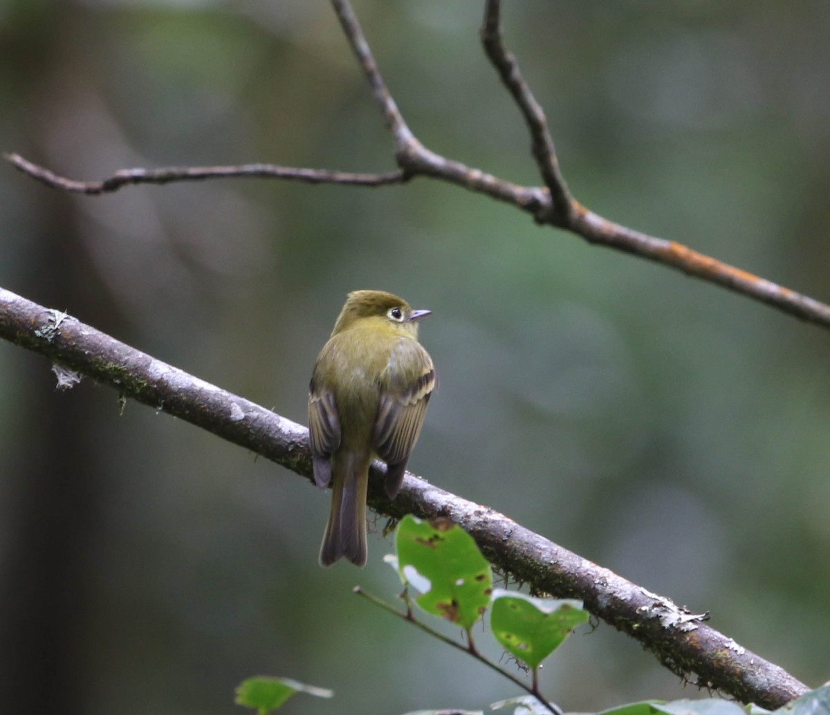 Yellowish Flycatcher - Roger Higbee