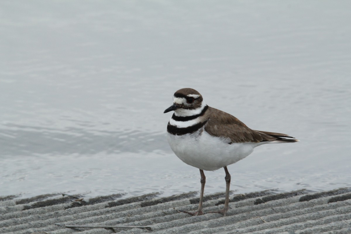 Killdeer - ML617902783