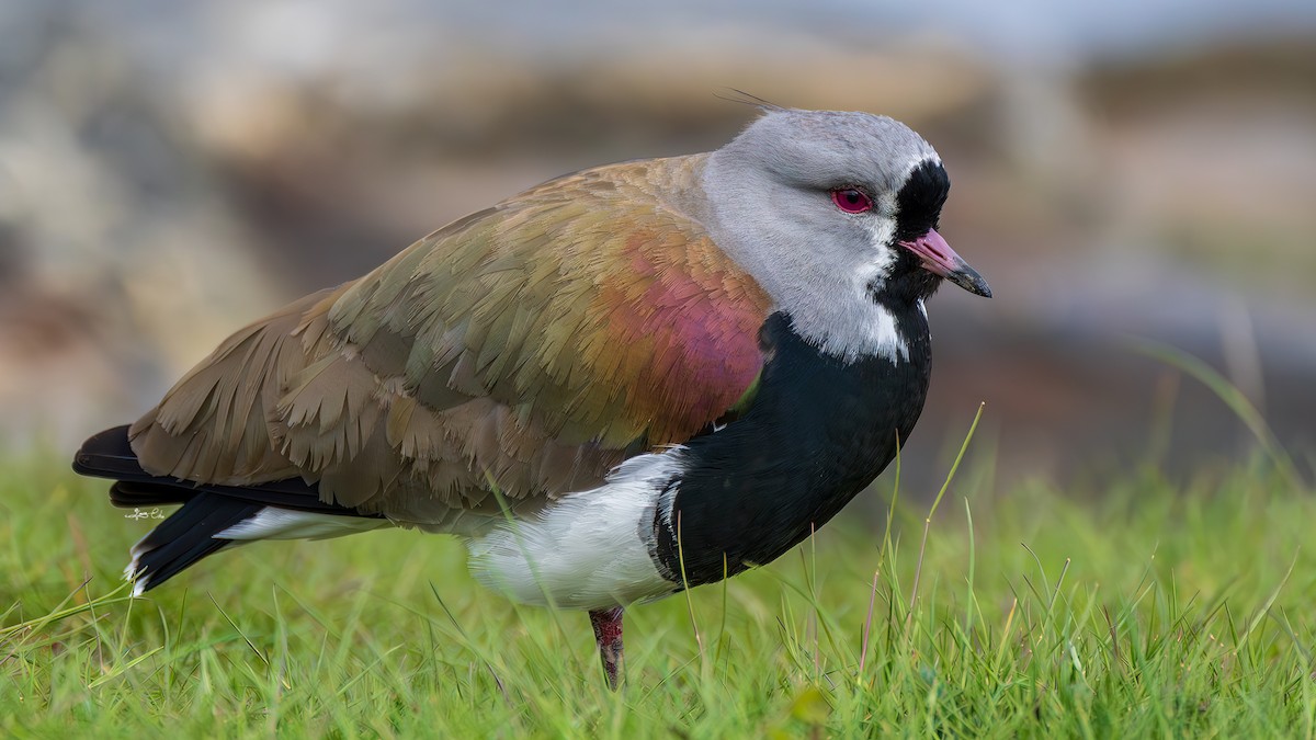 Southern Lapwing - Yosico Chu