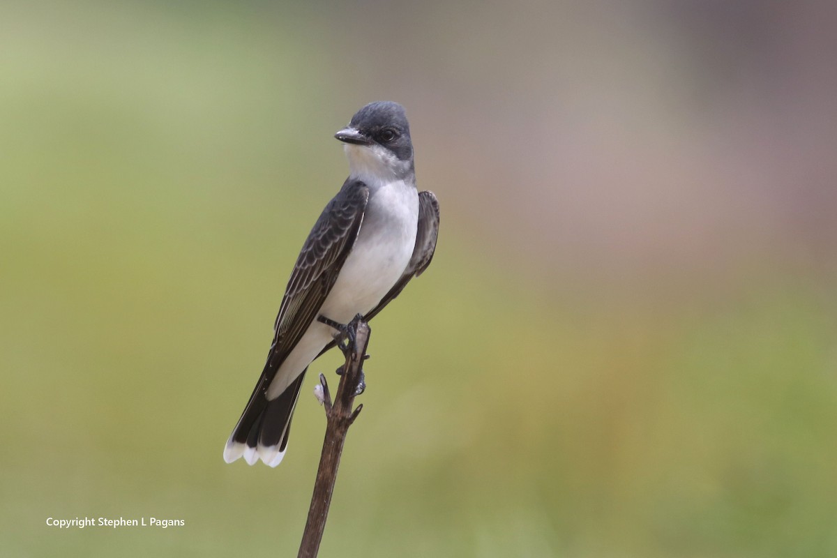 Eastern Kingbird - ML617902788