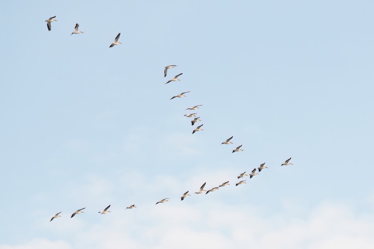 American White Pelican - ML617902811