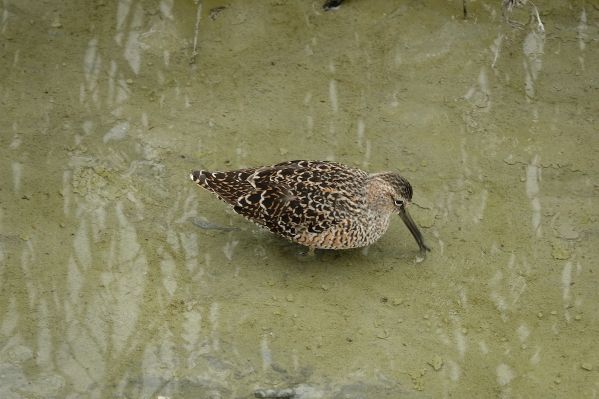 Short-billed Dowitcher - Kathryn Kay