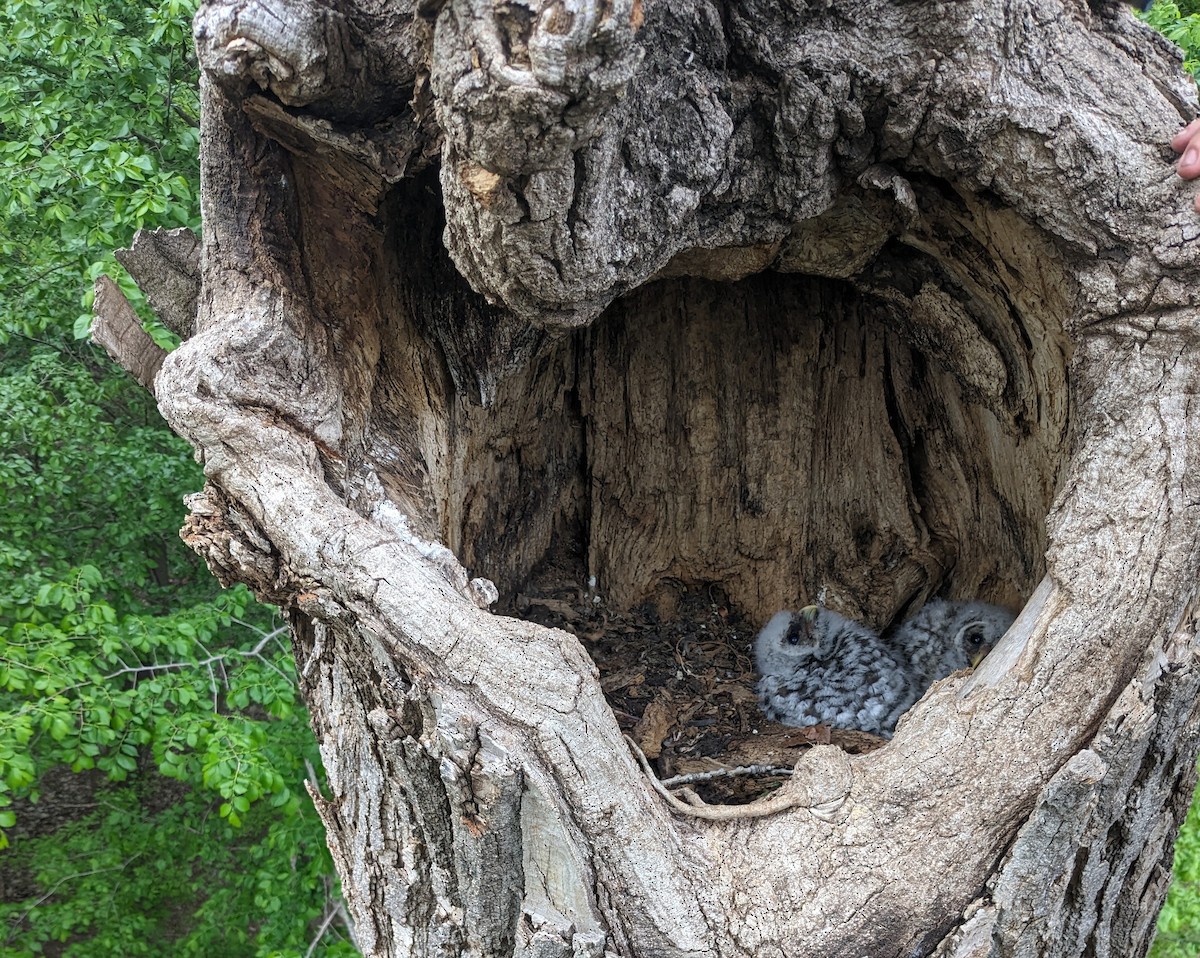 Barred Owl - Jesse Pline