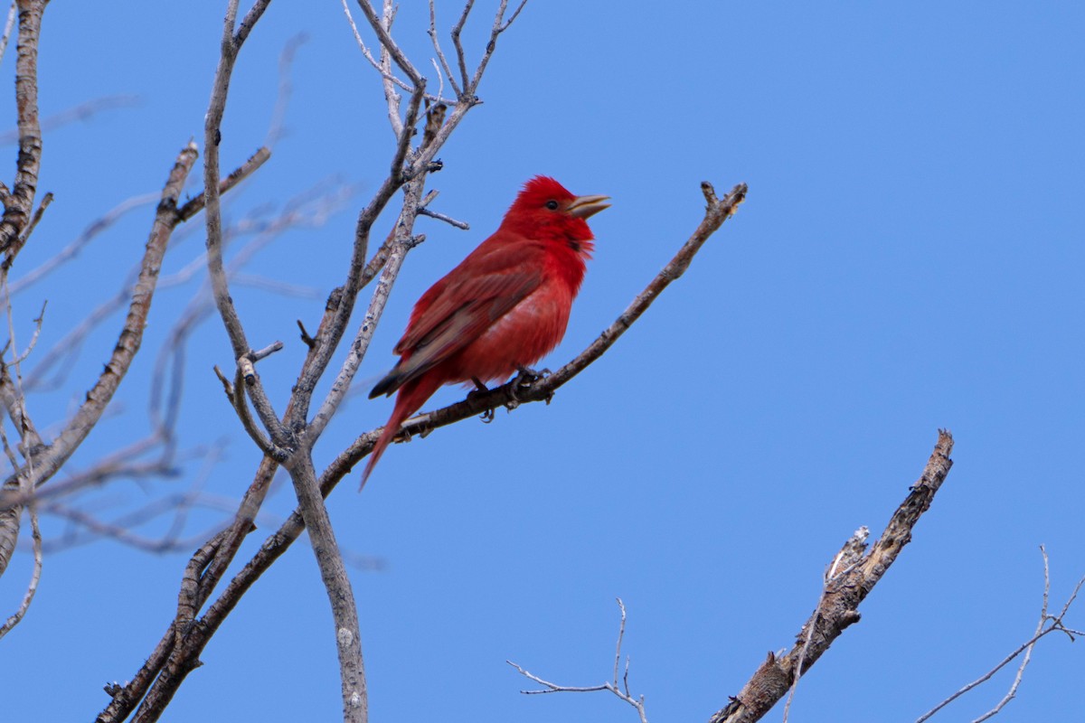 Summer Tanager - ML617902857