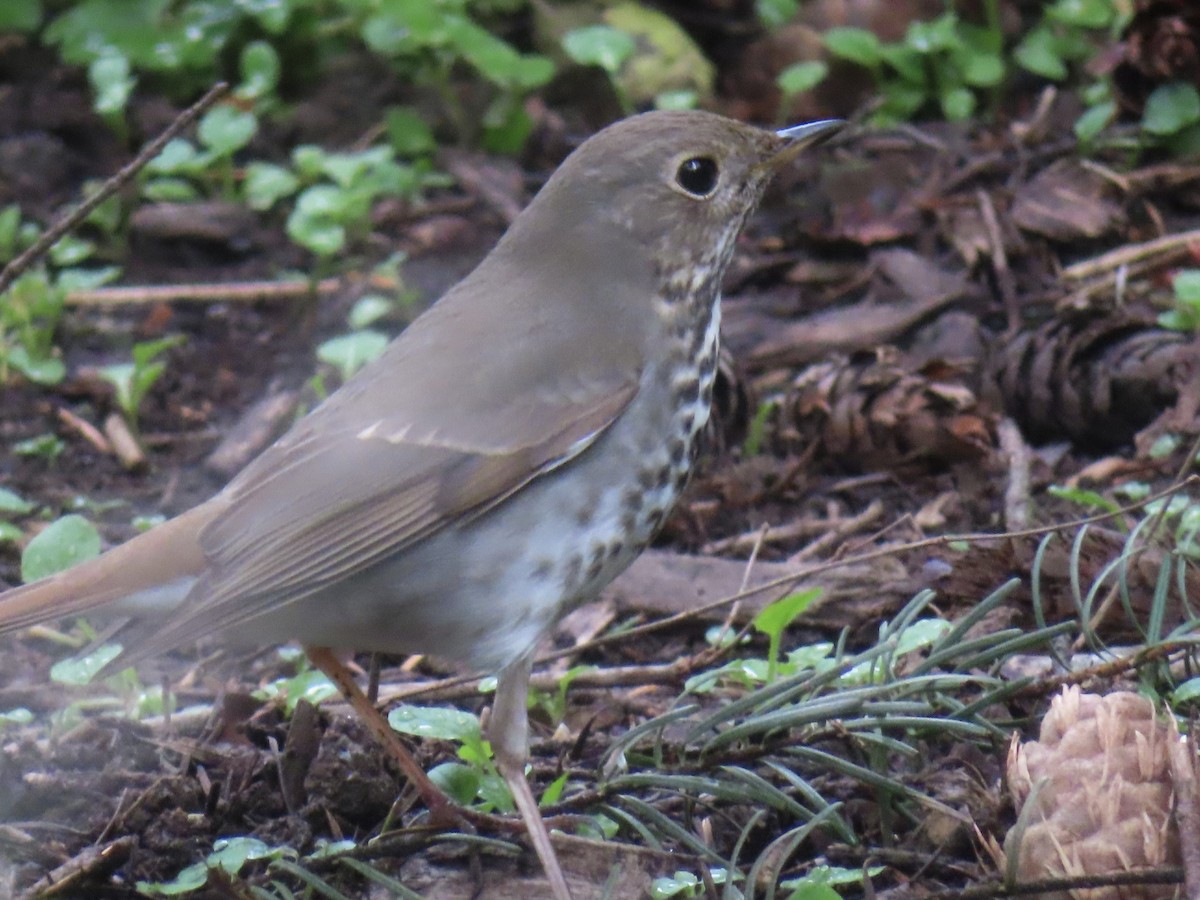 Hermit Thrush - ML617902858