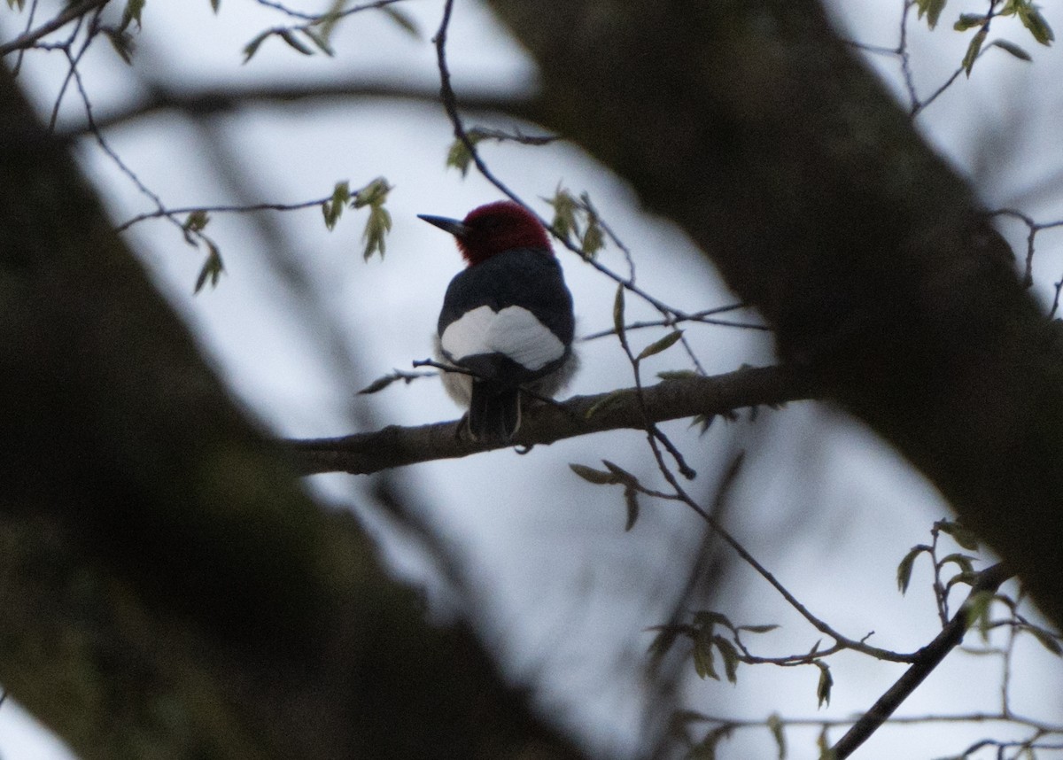 Red-headed Woodpecker - ML617902867