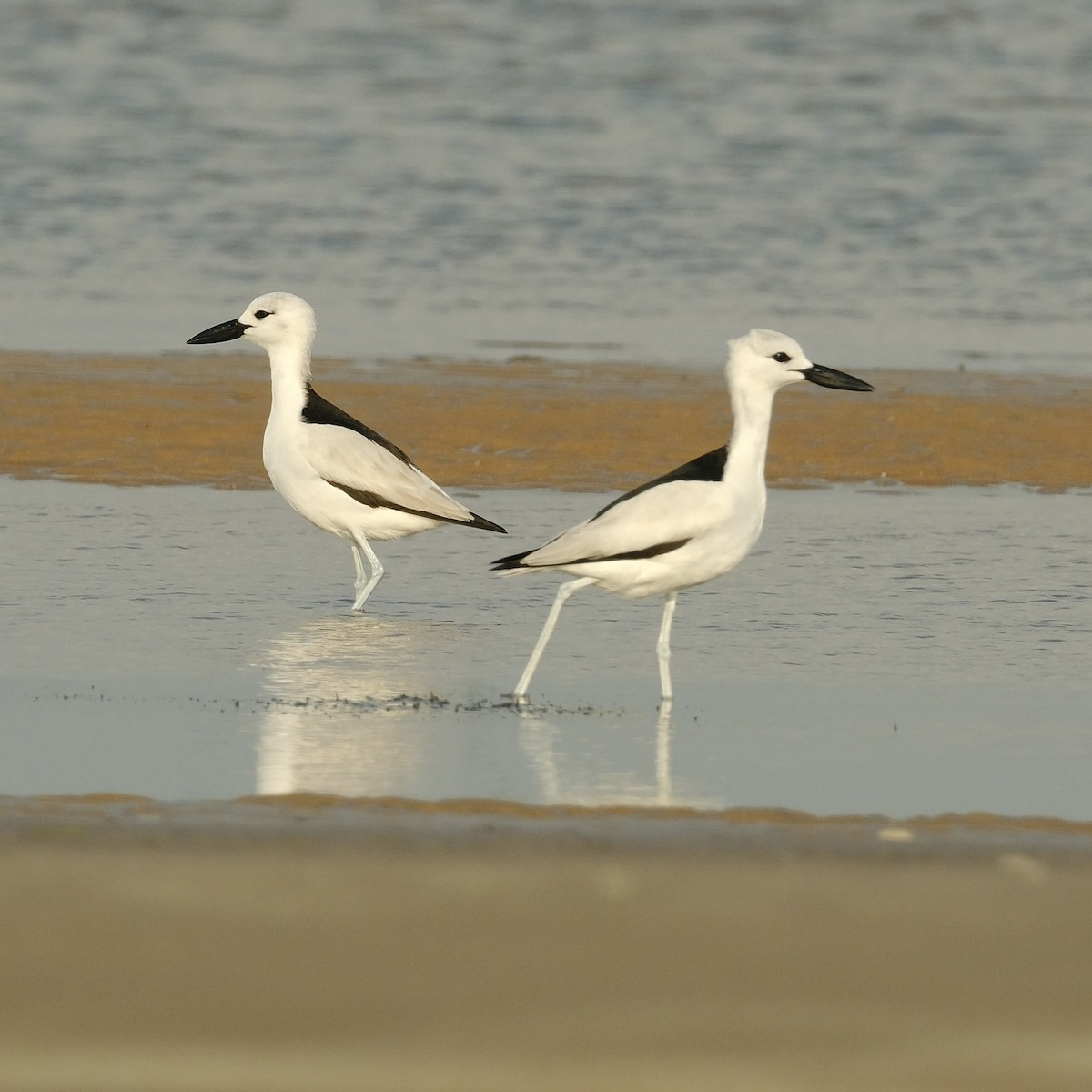 Crab-Plover - ML617902925