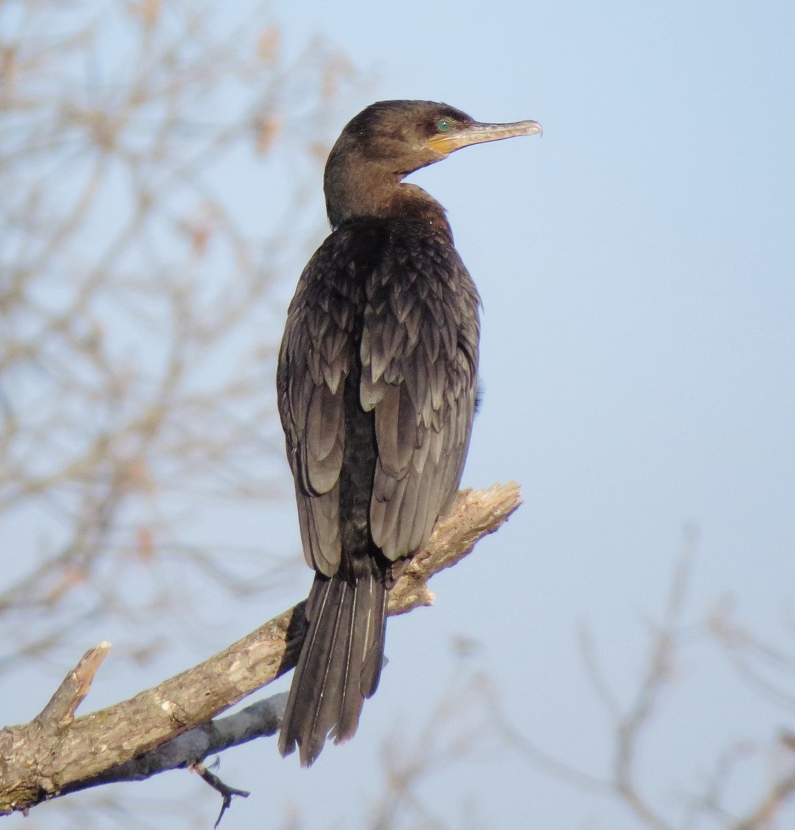 Neotropic Cormorant - ML617902959