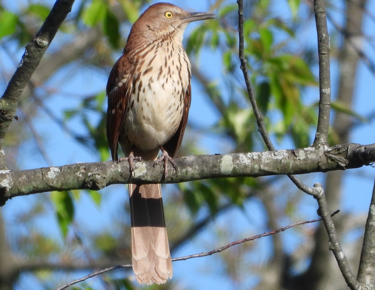 Brown Thrasher - ML617902972