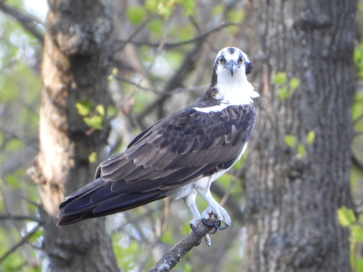 Osprey - ML617902976