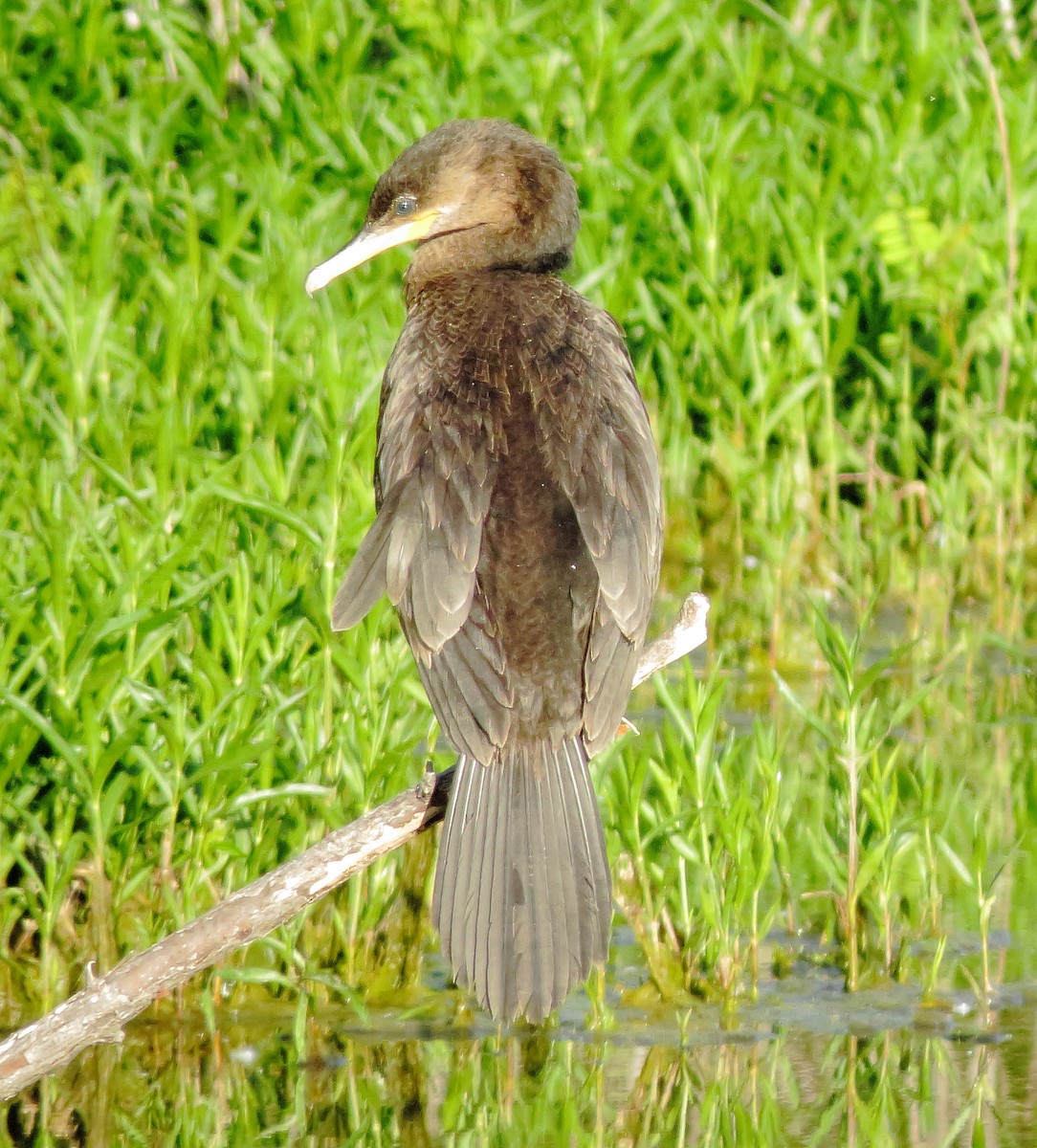 Neotropic Cormorant - ML617902988