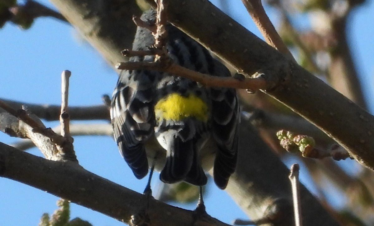 Yellow-rumped Warbler - ML617902997