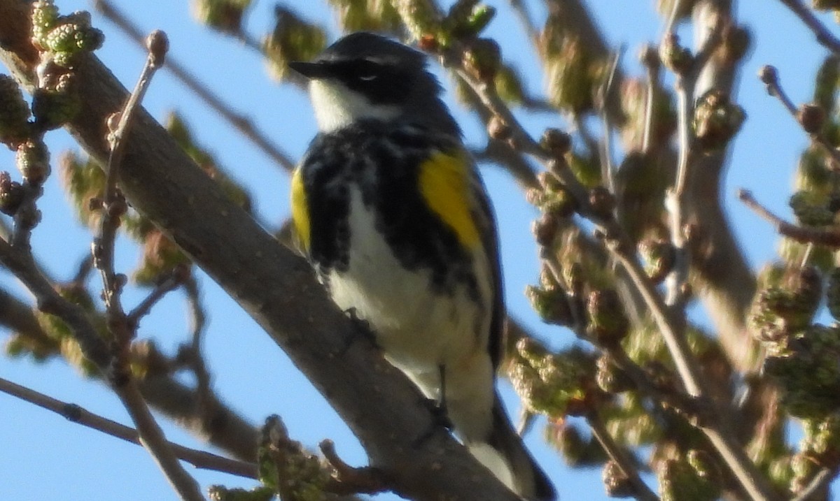 Yellow-rumped Warbler - ML617902998