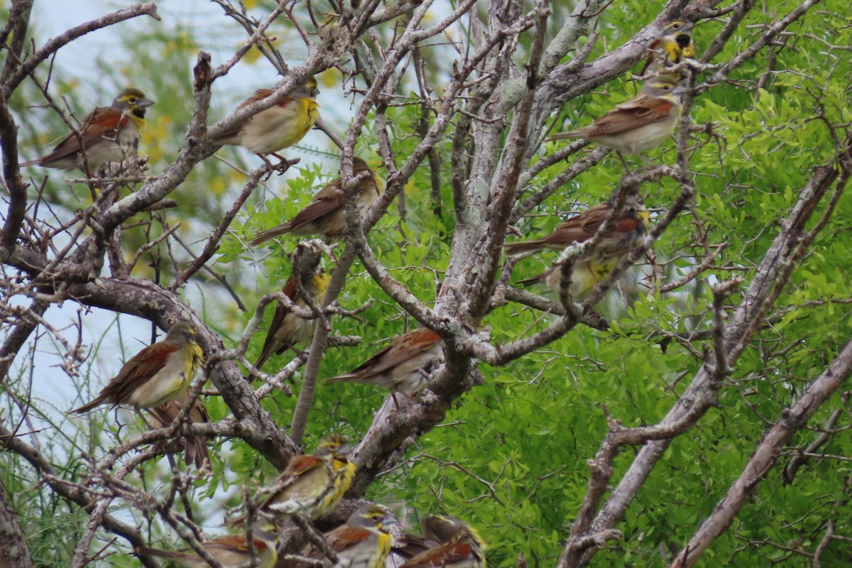 Dickcissel d'Amérique - ML617903011