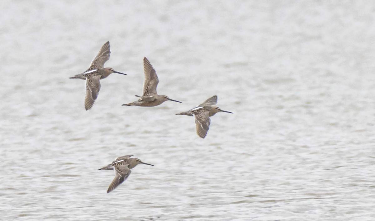Long-billed Dowitcher - Ed Wransky