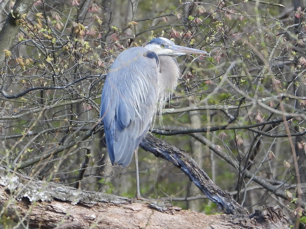 Great Blue Heron - ML617903049