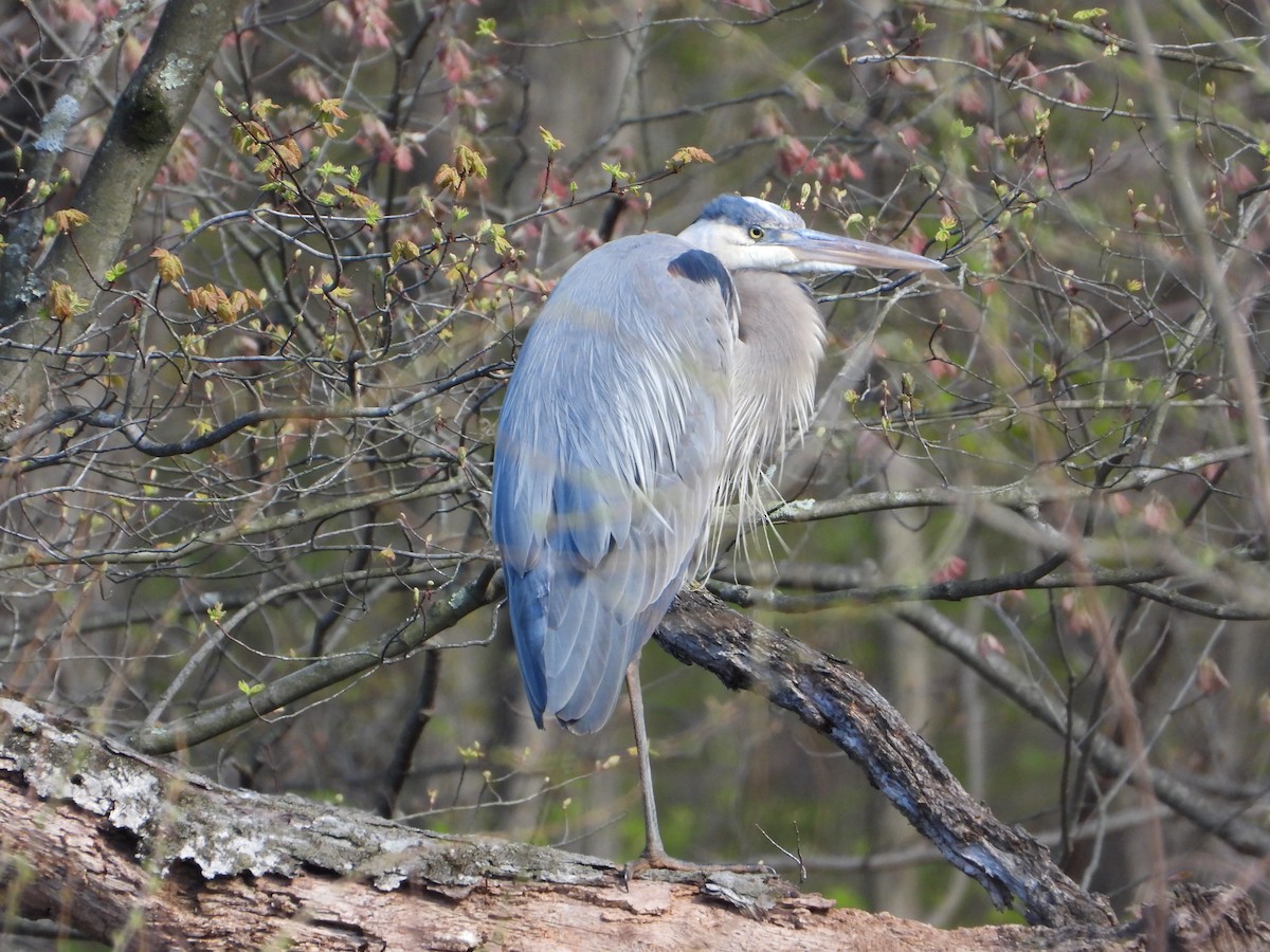 Great Blue Heron - ML617903050