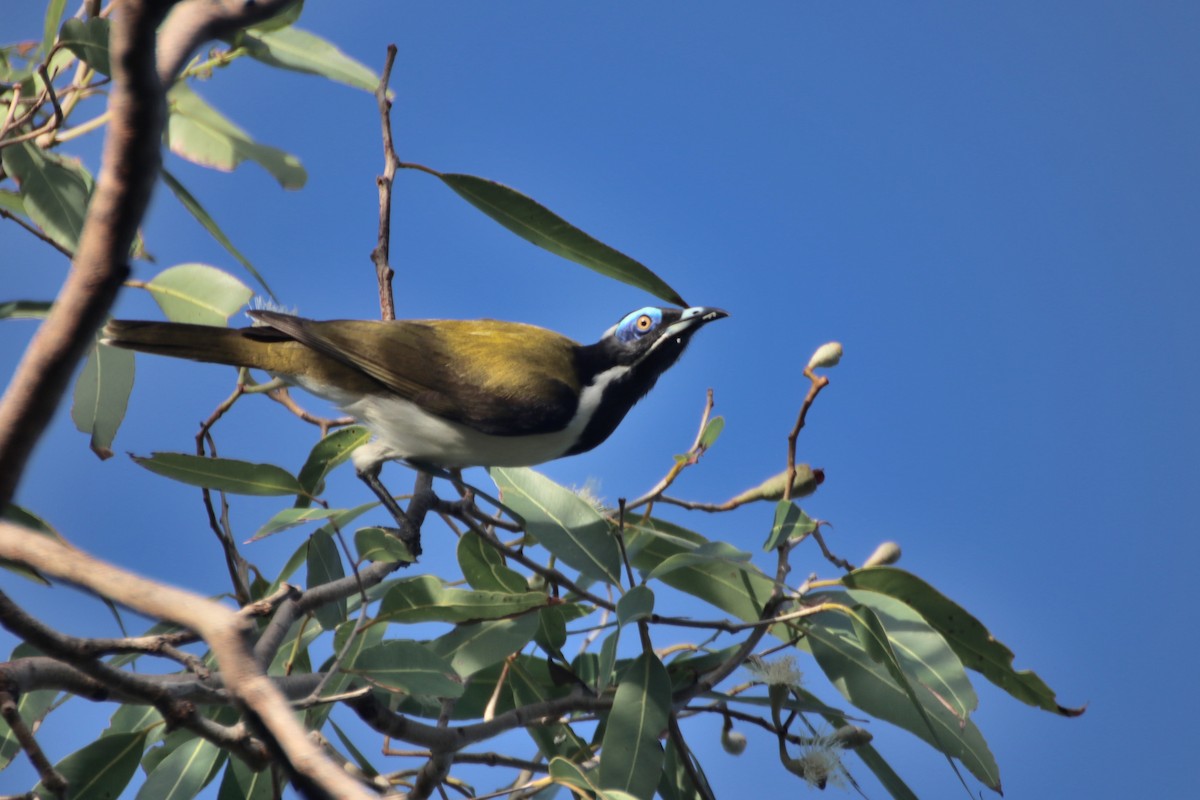 blåmaskehonningeter (albipennis) - ML617903096