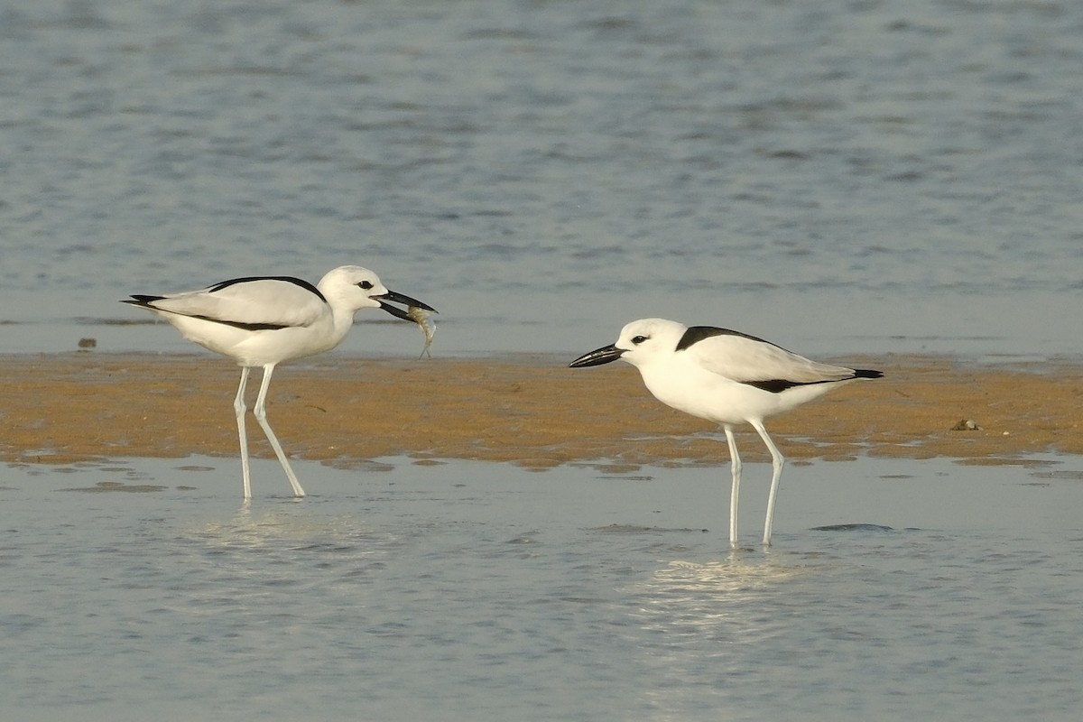 Crab-Plover - ML617903114